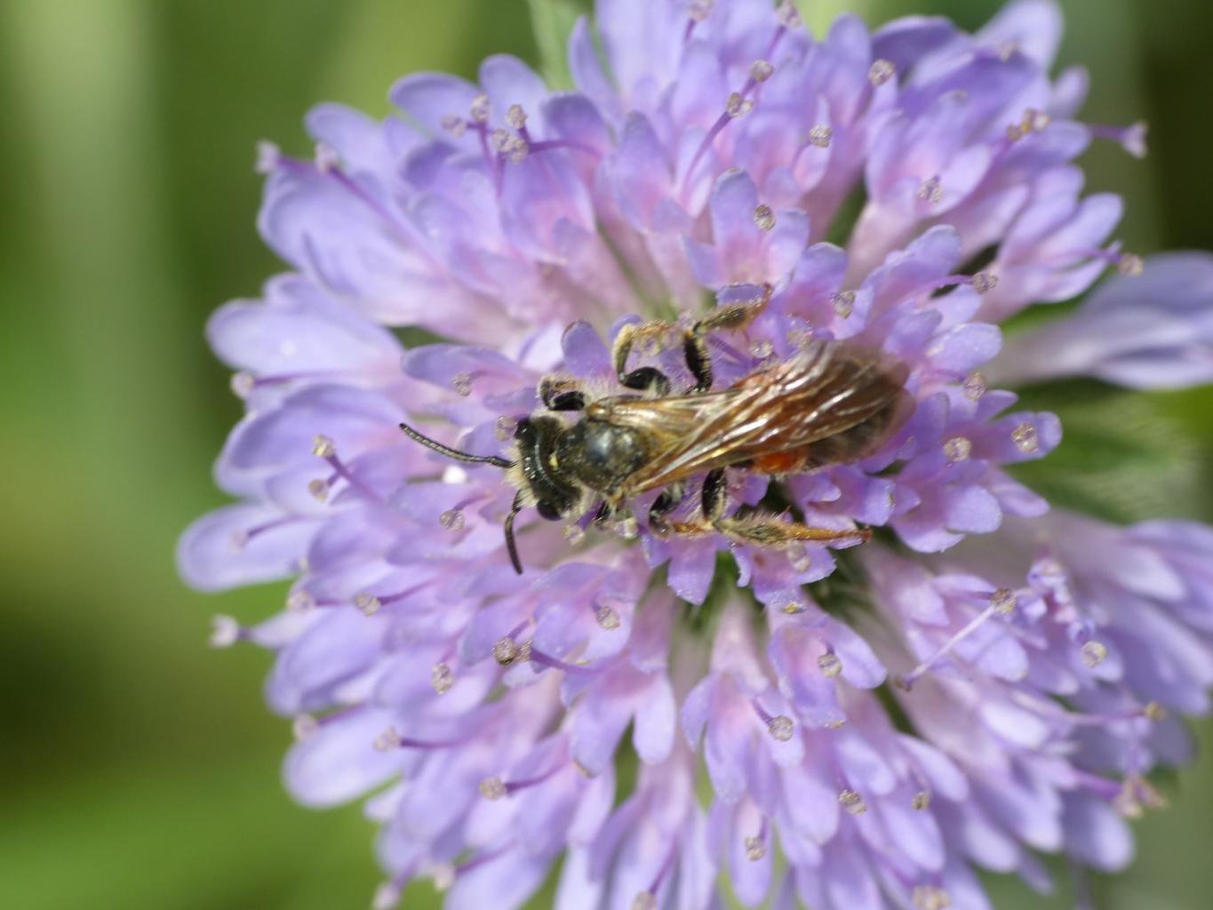 Andrena hattorfiana?